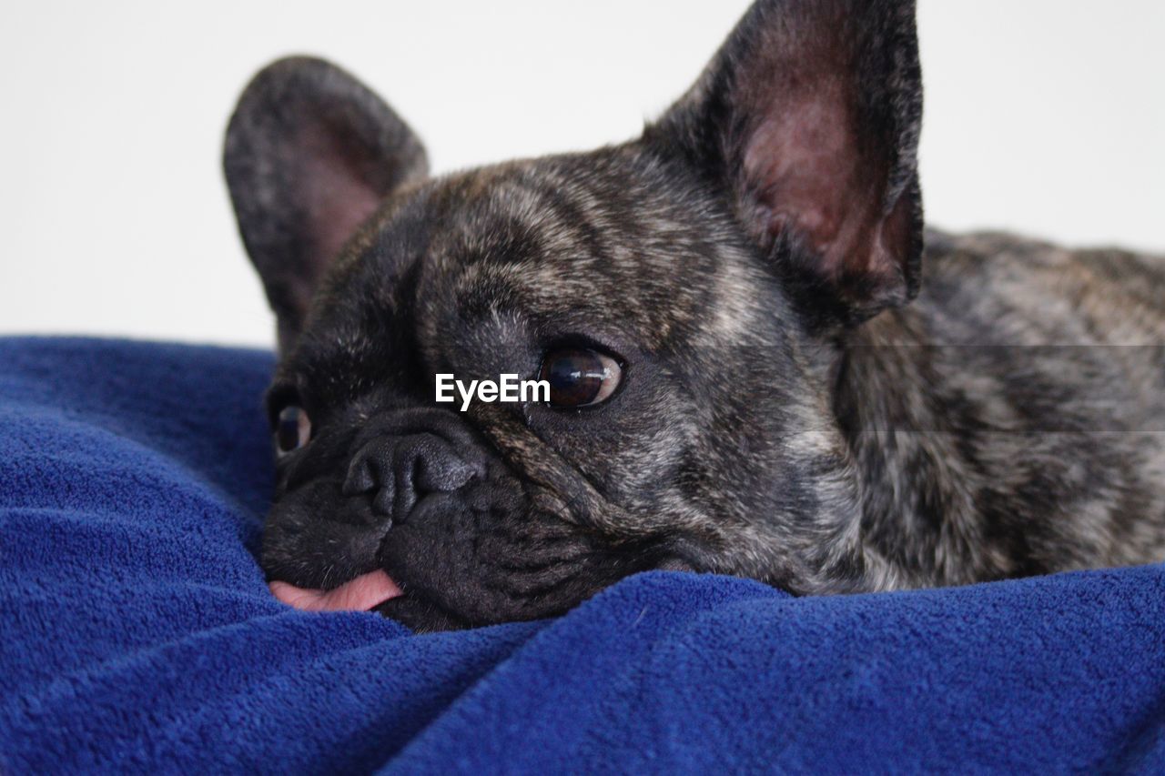 CLOSE-UP OF A DOG WITH MOUTH