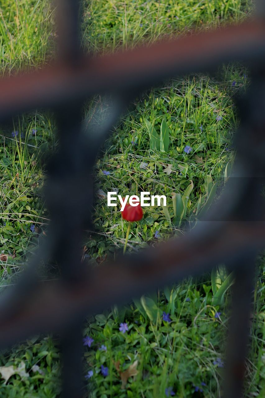 CLOSE-UP OF WHITE FLOWERS BLOOMING