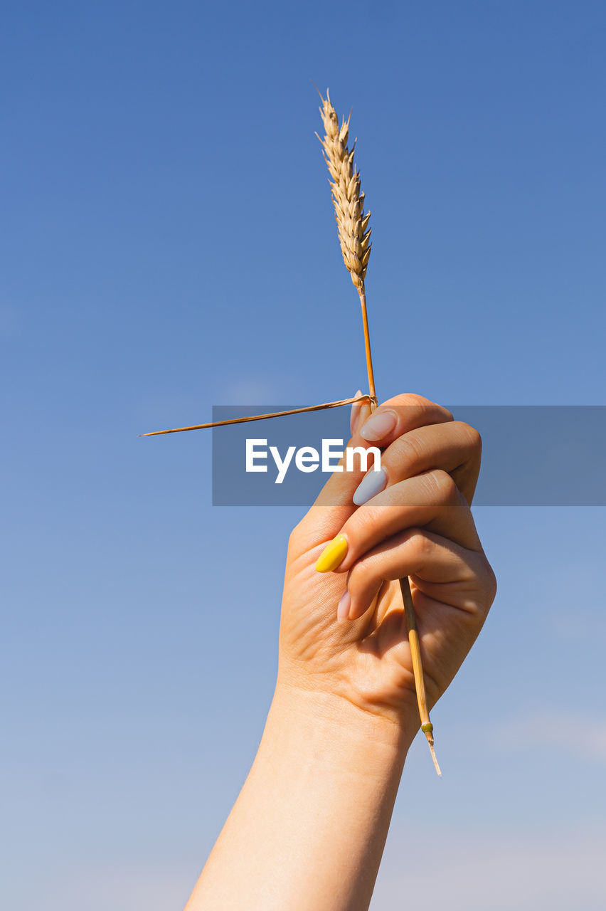 Woman holds ear of wheat against the background of field with a manicure in the colors of ukraine