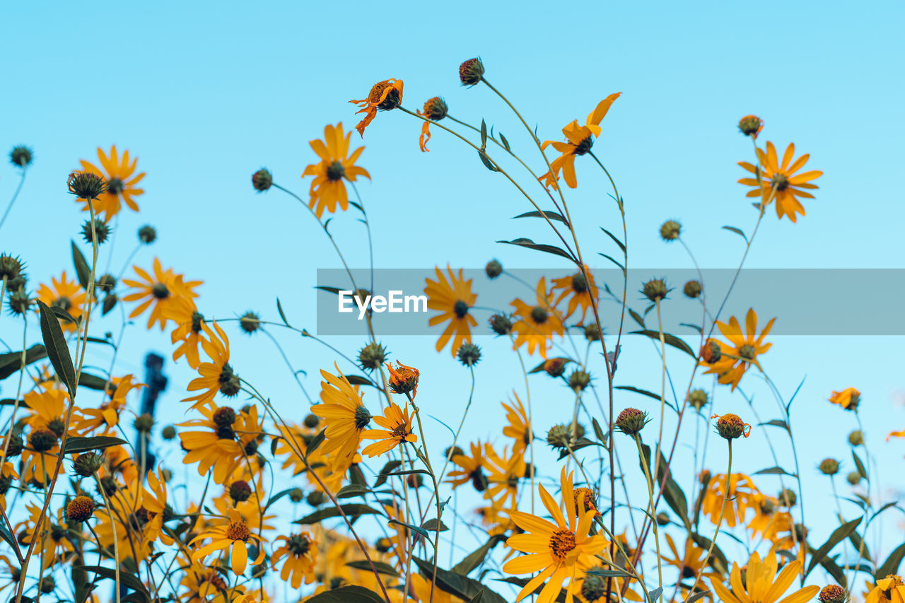 Low angle view of flowering plants against sky