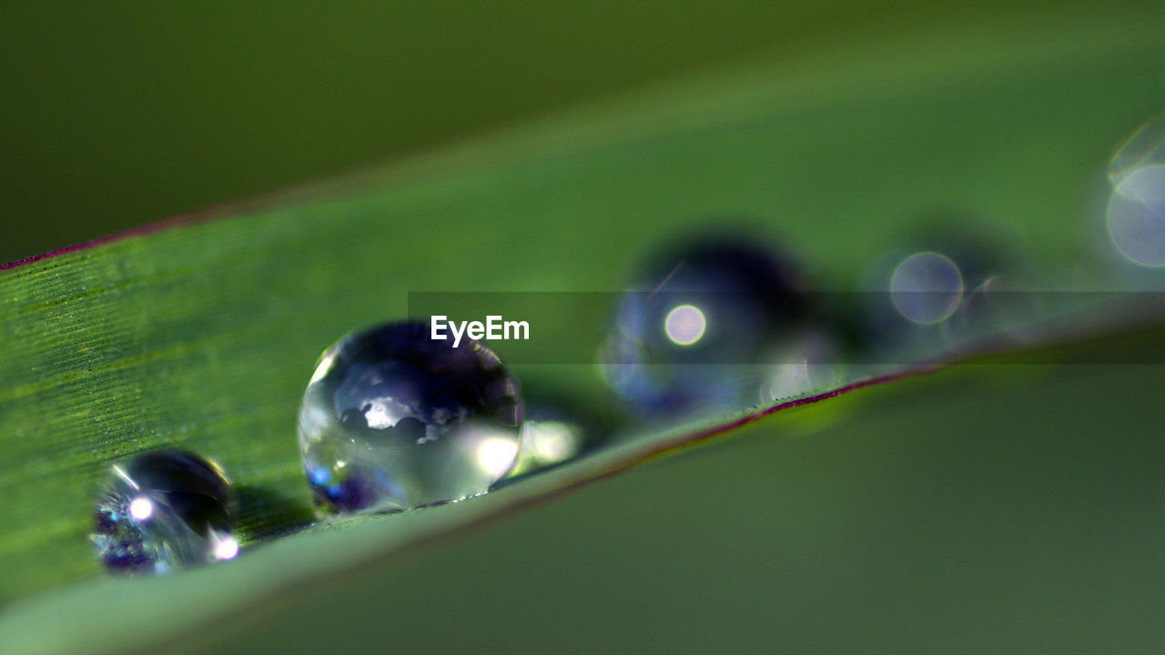 CLOSE UP OF BUBBLES IN GREEN BACKGROUND