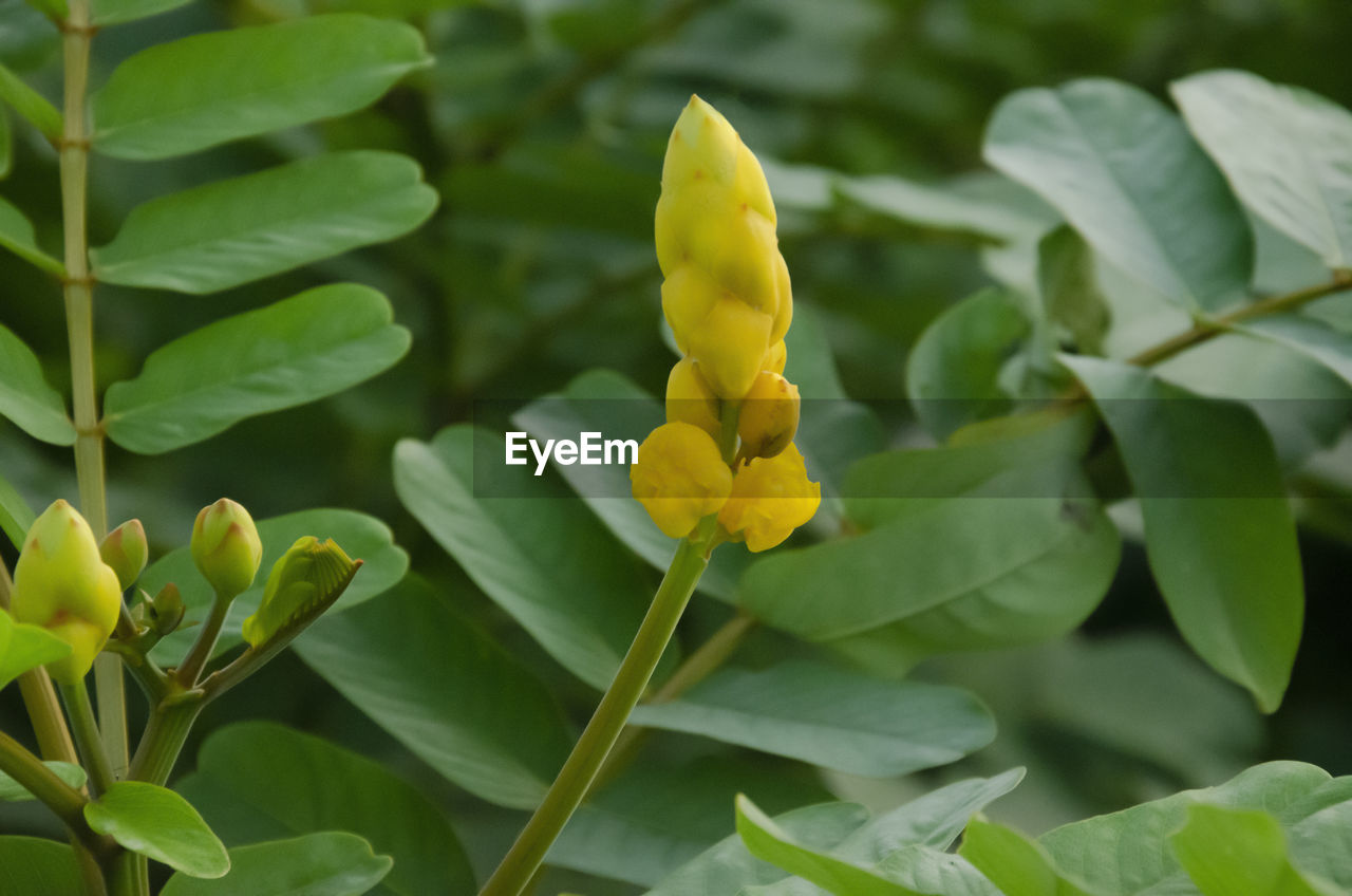 CLOSE-UP OF YELLOW ROSE FLOWER