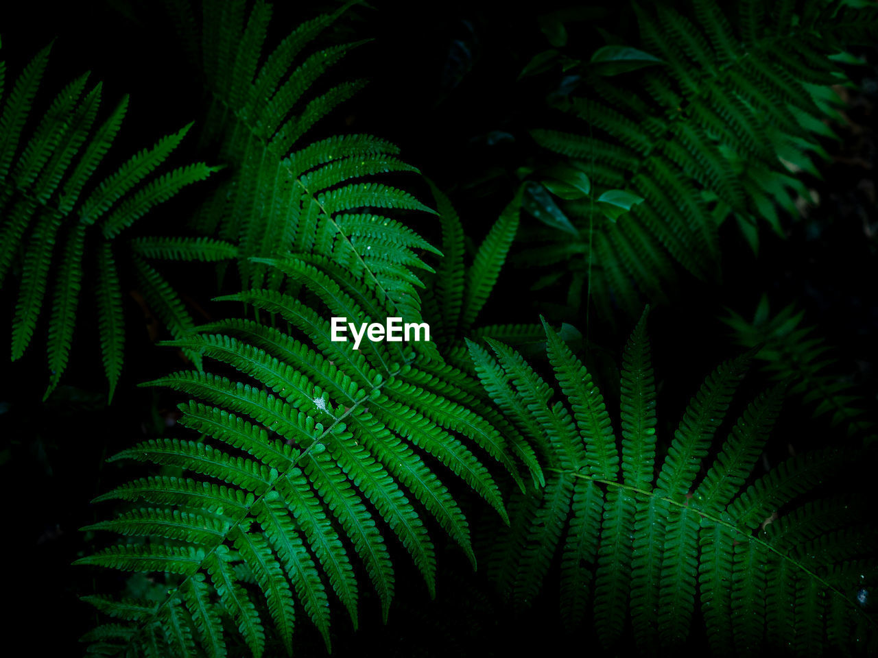 Close-up of fern leaves