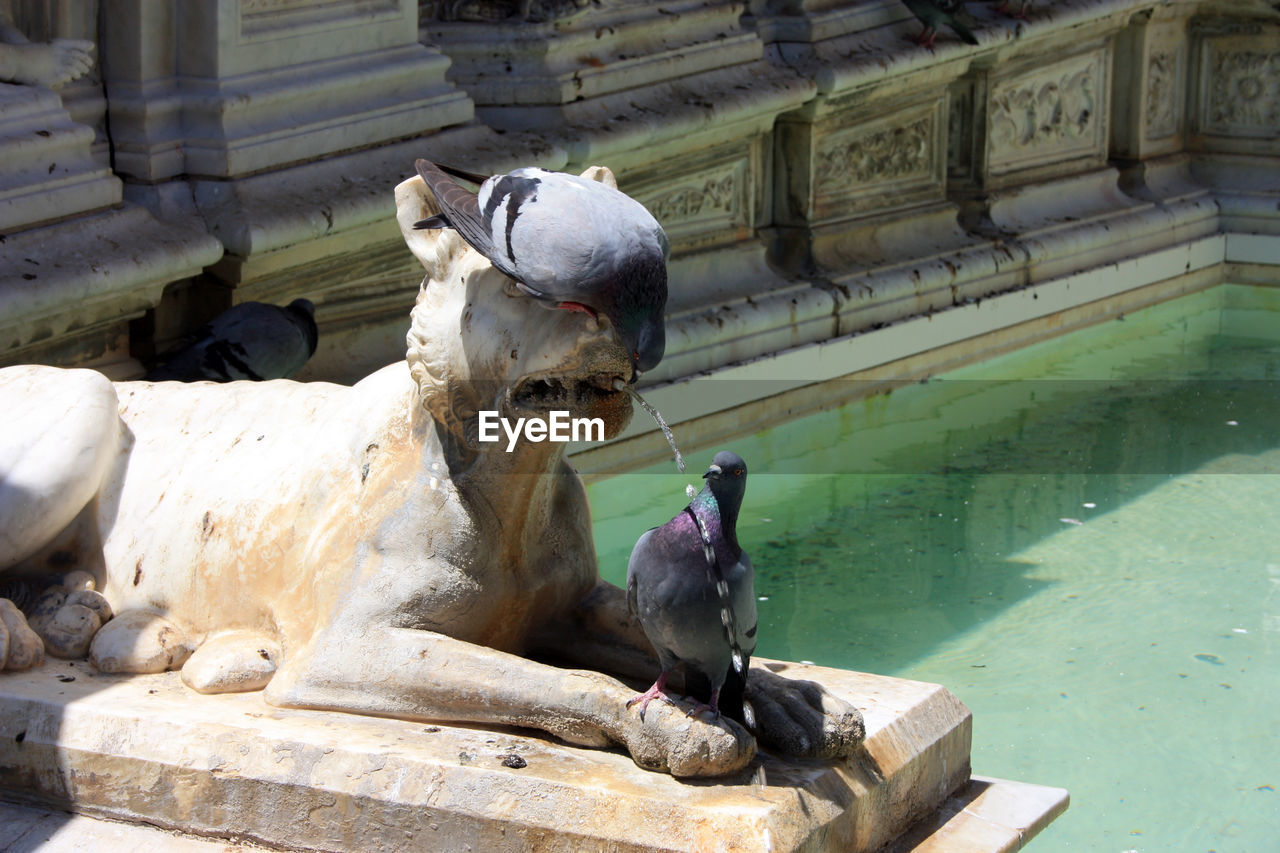 Fountain and details in the piazza del campo di siena in tuscany