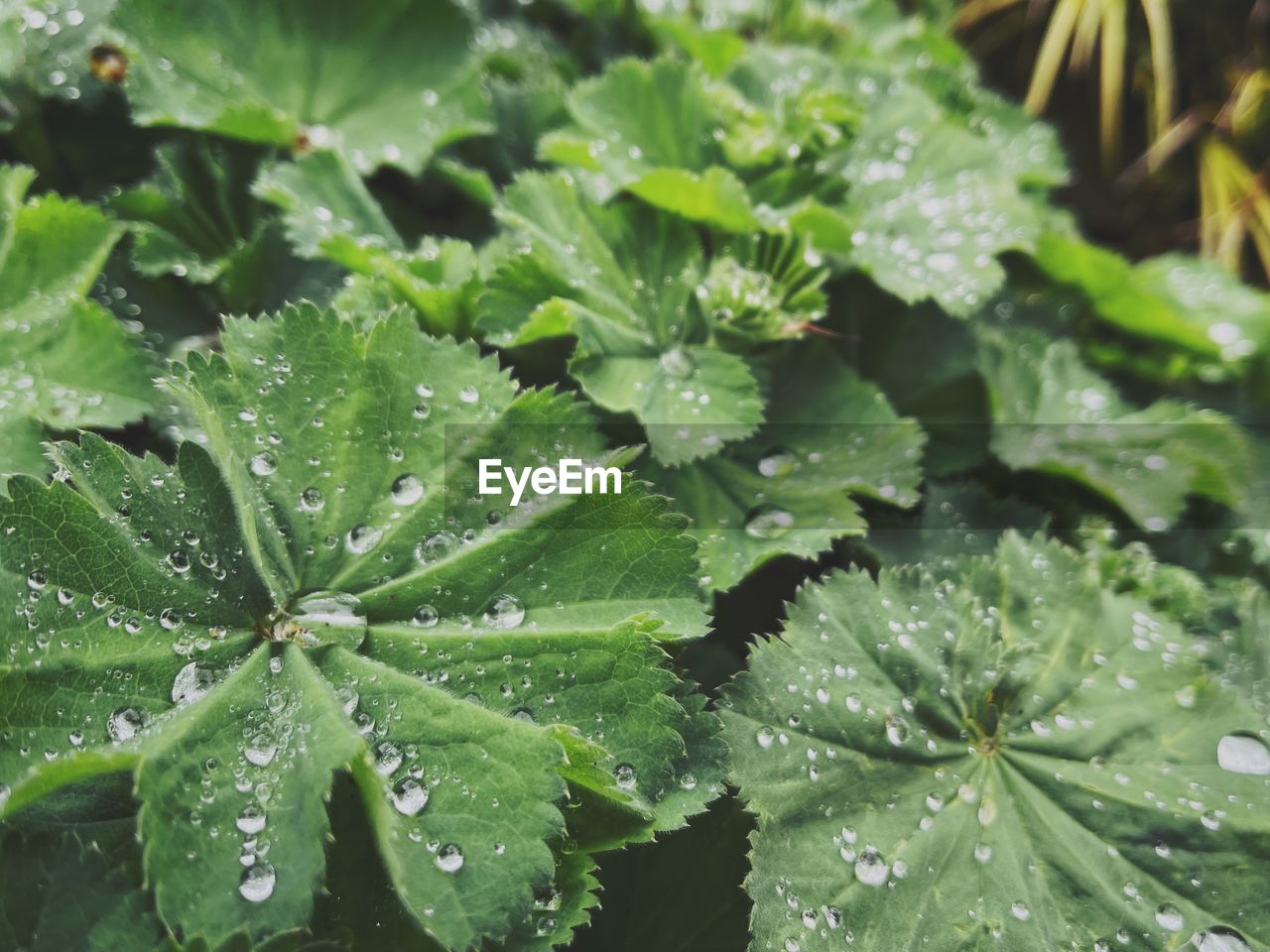 RAINDROPS ON LEAVES