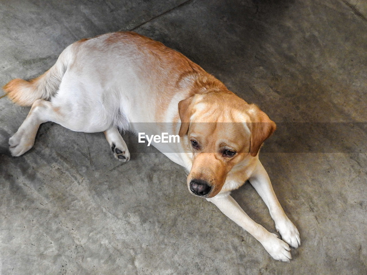 High angle view of dog relaxing on floor at home