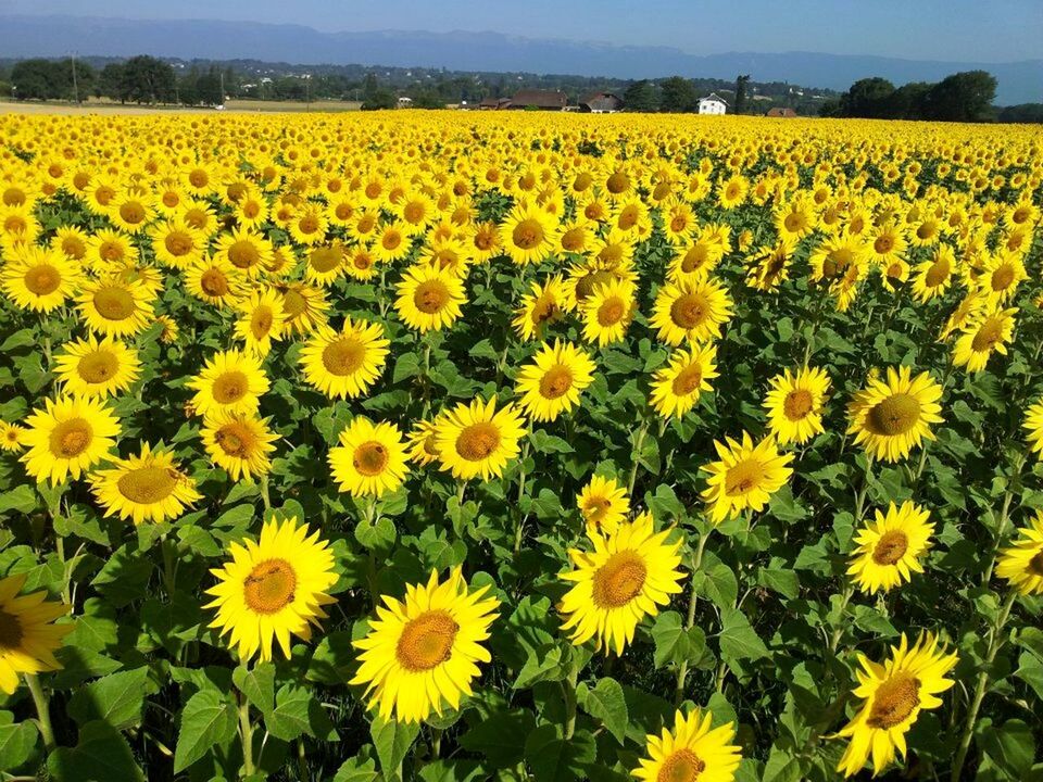 SUNFLOWERS IN FIELD