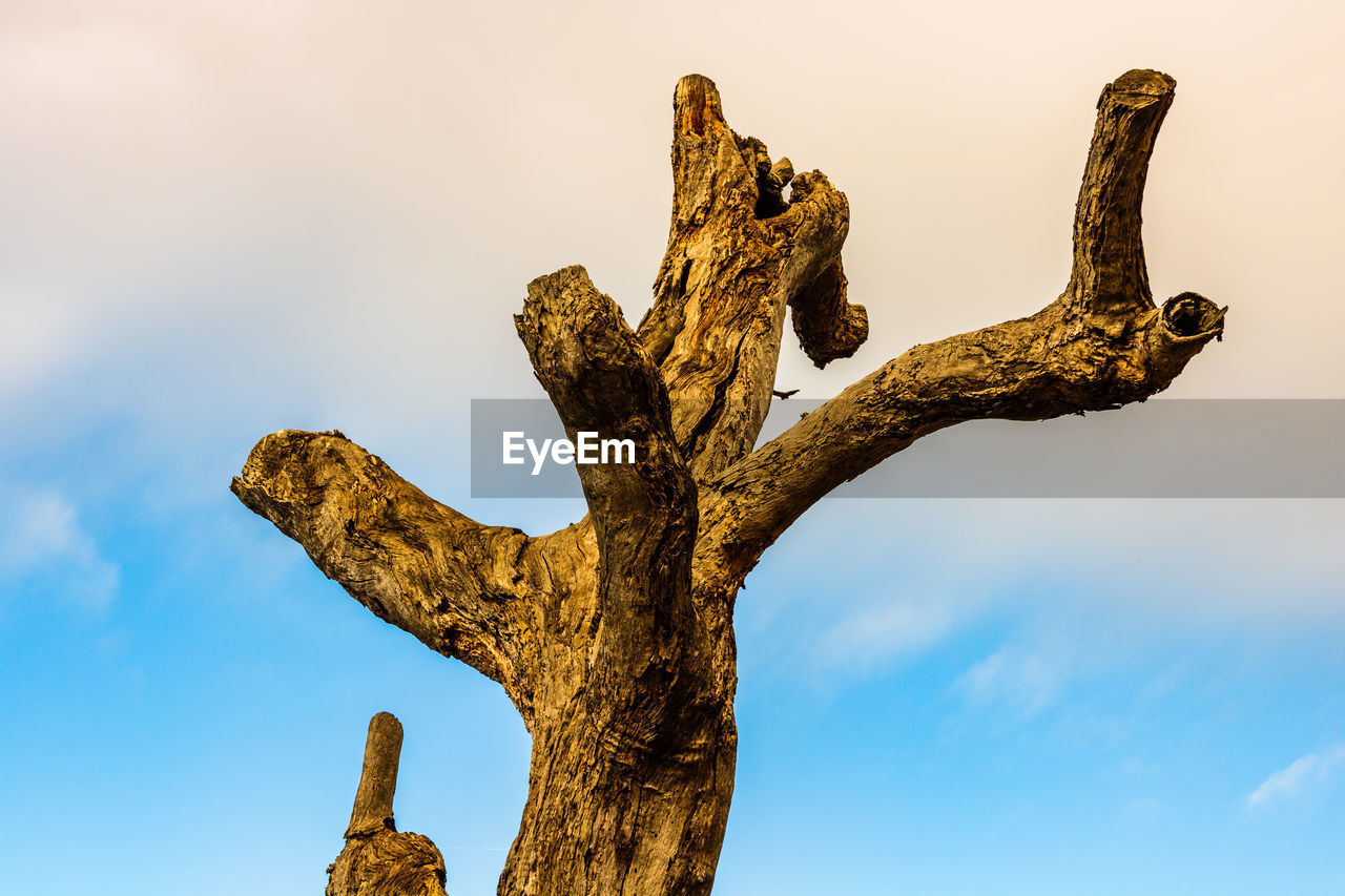 LOW ANGLE VIEW OF TREE AGAINST SKY