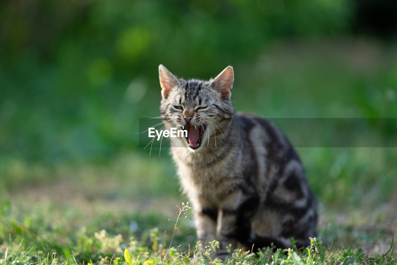 Cat looking away on field