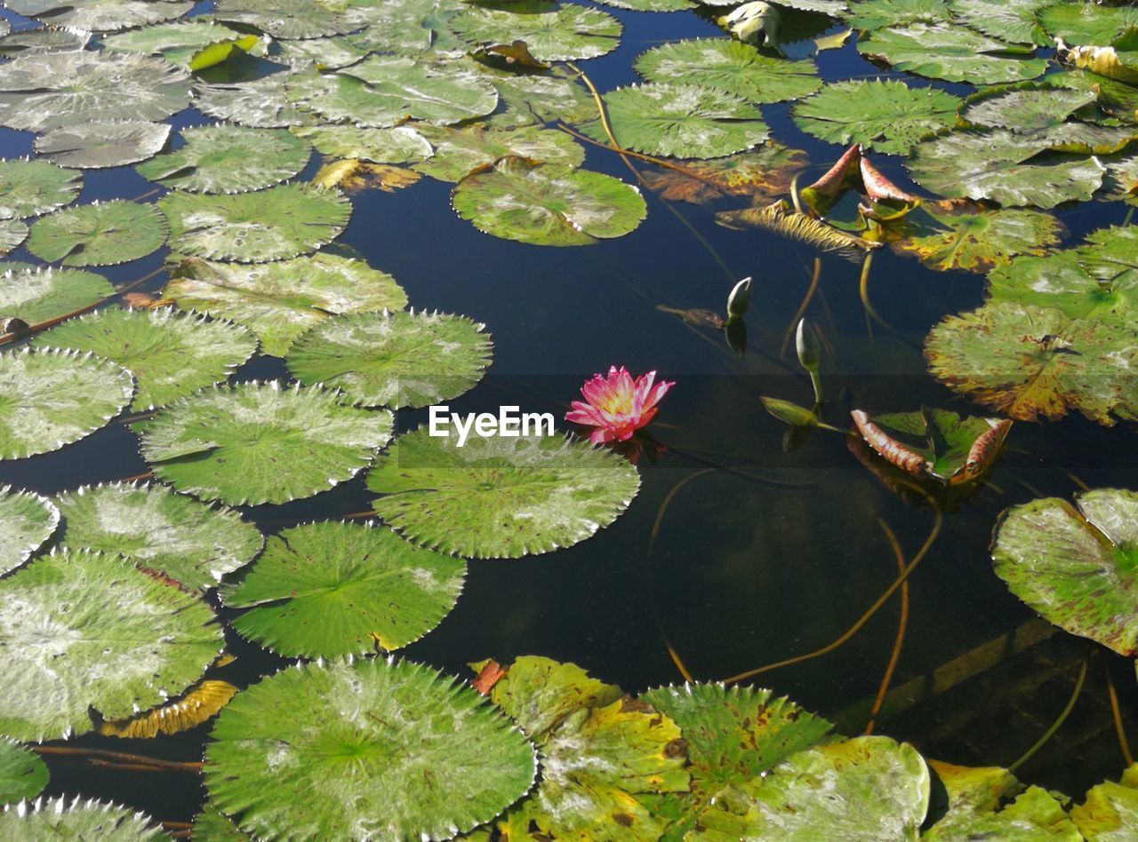 HIGH ANGLE VIEW OF LOTUS WATER LILY