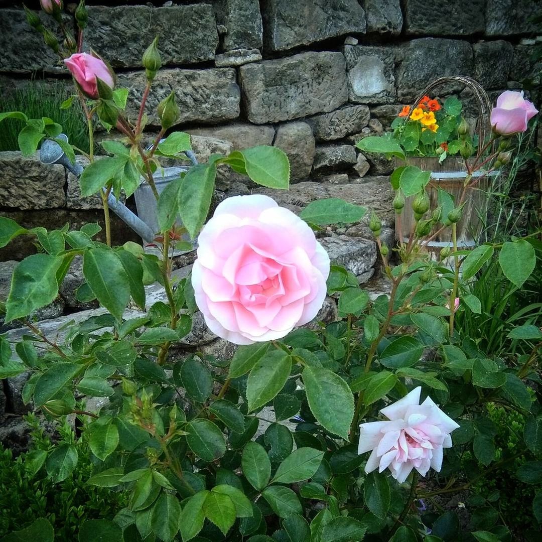 PINK ROSE BLOOMING OUTDOORS