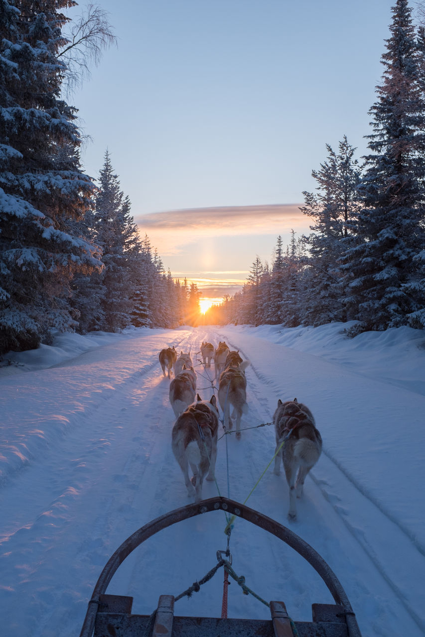 Sled dogs pulling cart on snow covered road