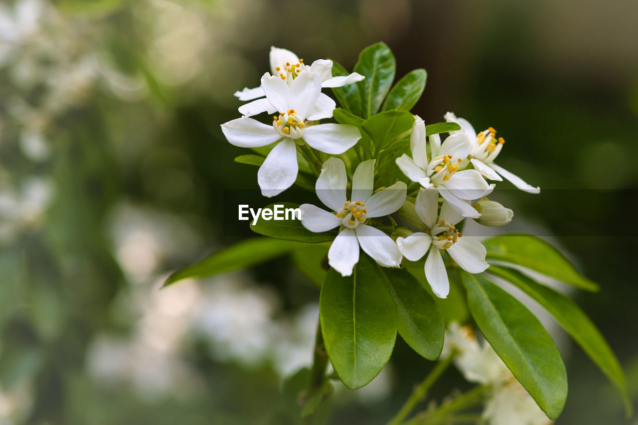 plant, flower, flowering plant, beauty in nature, freshness, nature, close-up, blossom, fragility, white, springtime, plant part, tree, produce, leaf, growth, flower head, botany, petal, focus on foreground, food and drink, inflorescence, no people, food, outdoors, fruit tree, fruit, branch, macro photography, environment, summer, selective focus, wildflower, day, green, sunlight