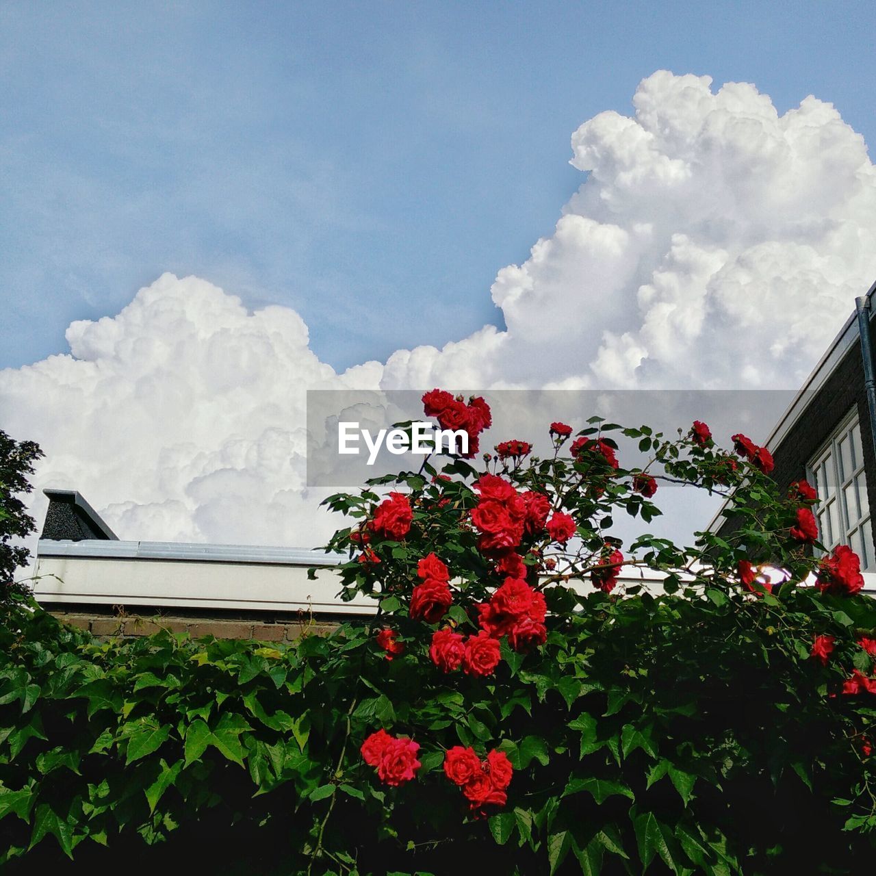 LOW ANGLE VIEW OF RED FLOWERS AGAINST SKY