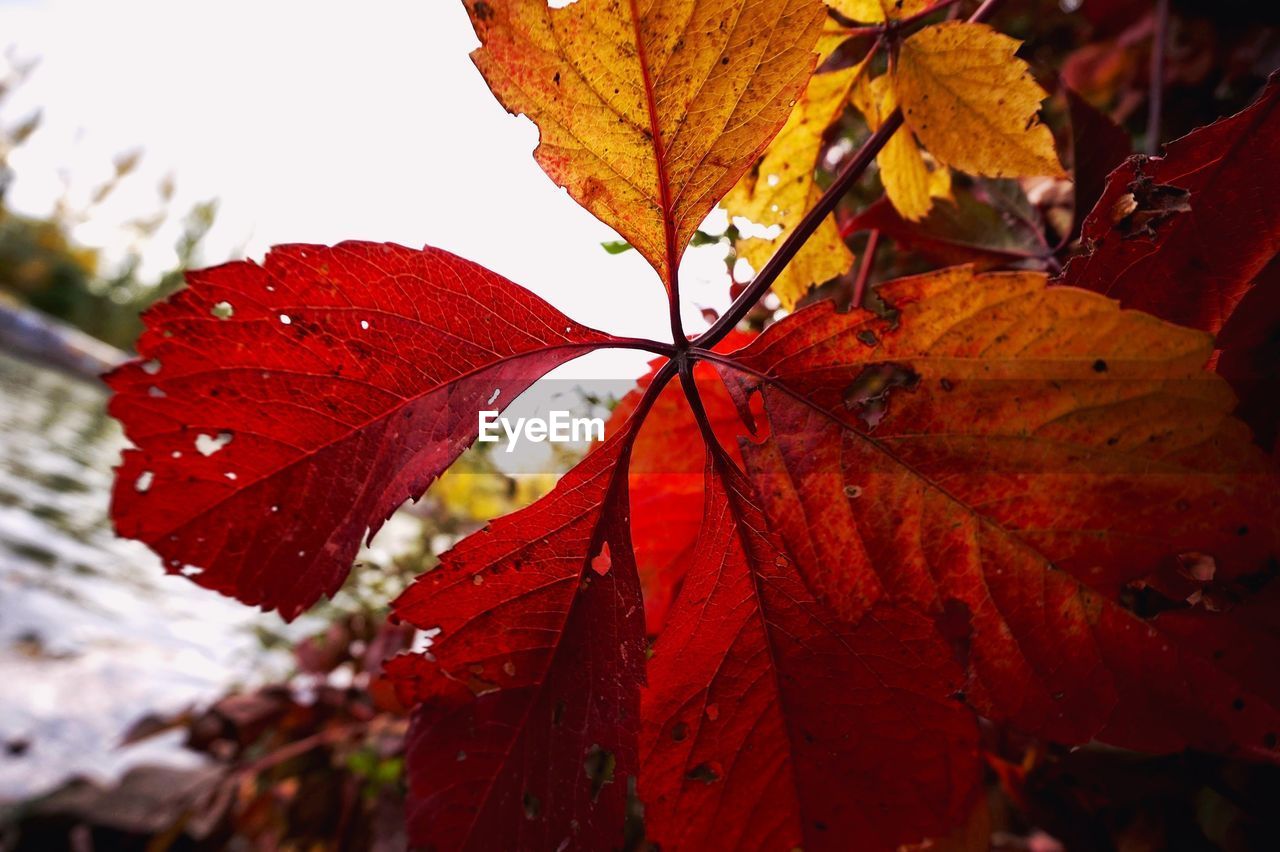 CLOSE-UP OF RED MAPLE LEAVES ON PLANT