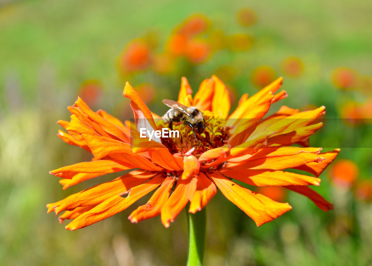 Close-up of bee pollinating on flower