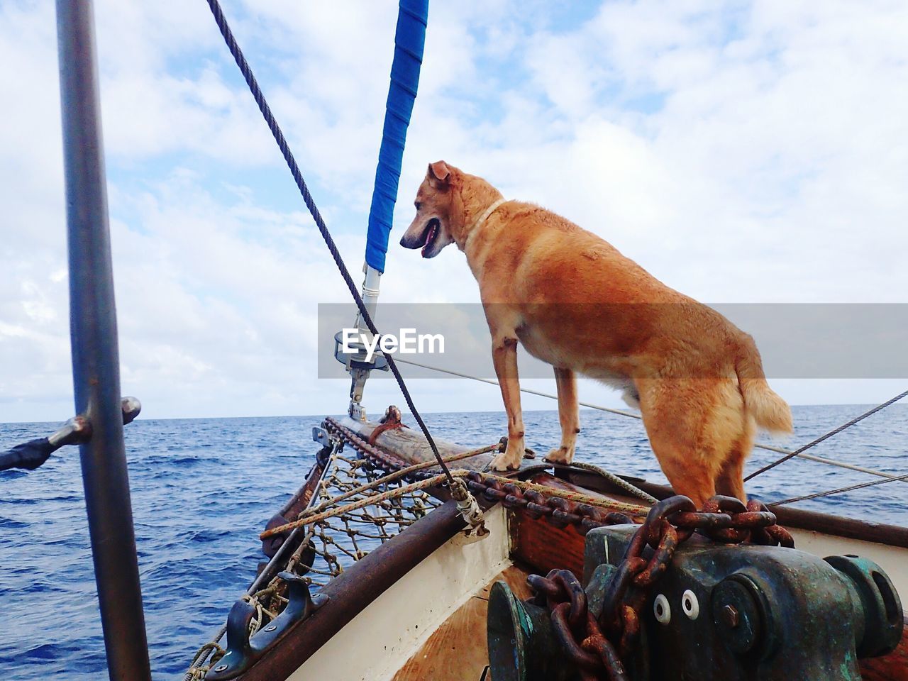 Close-up of dog on boat against sky