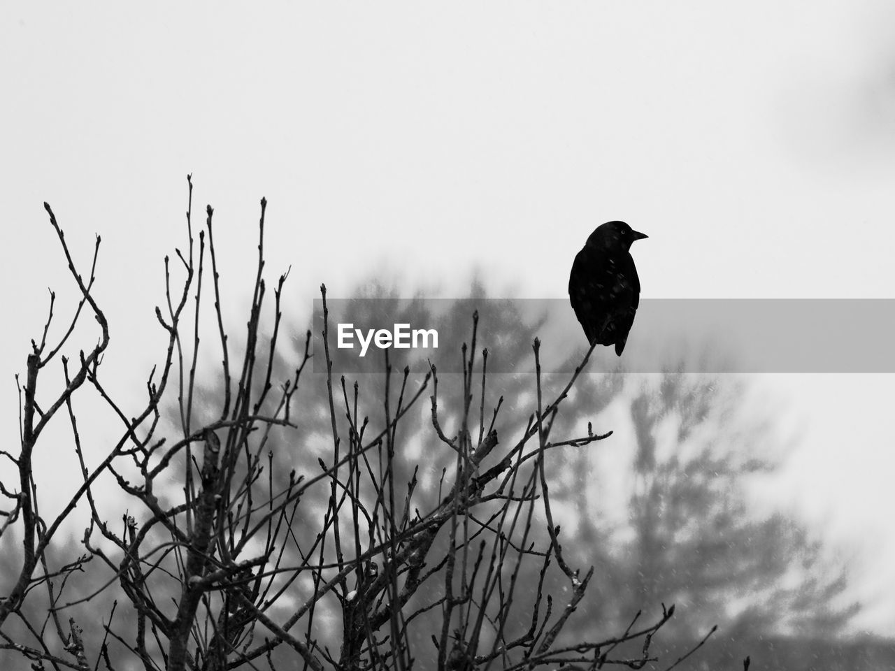 BIRDS PERCHING ON TREE AGAINST CLEAR SKY