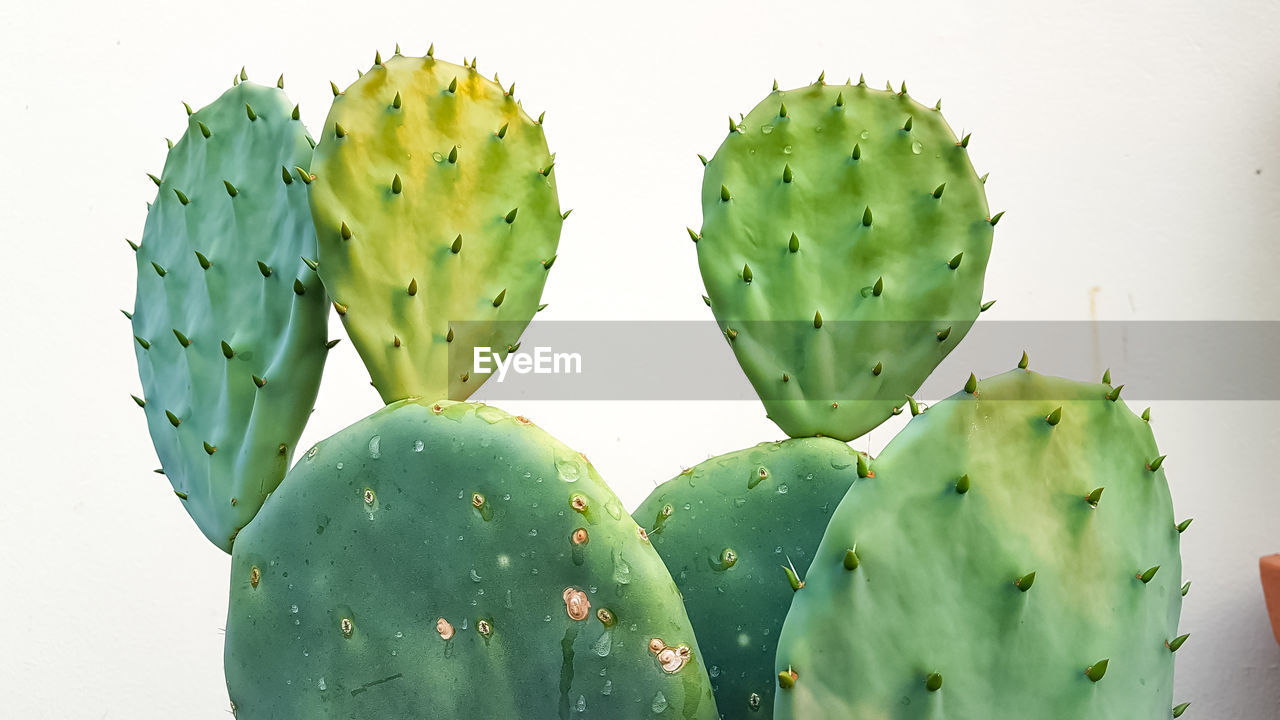 CLOSE-UP OF SUCCULENT PLANT GROWING ON CACTUS