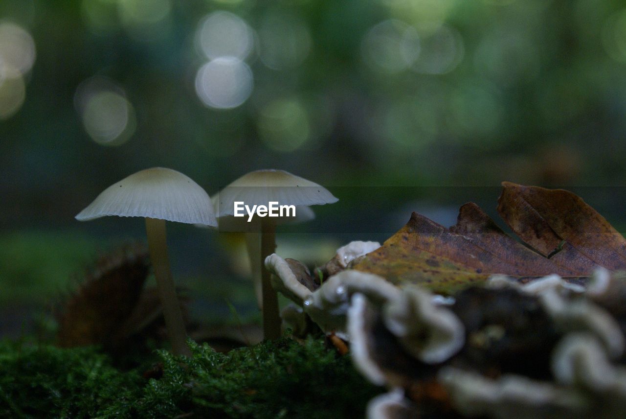 Close-up of mushroom growing in forest