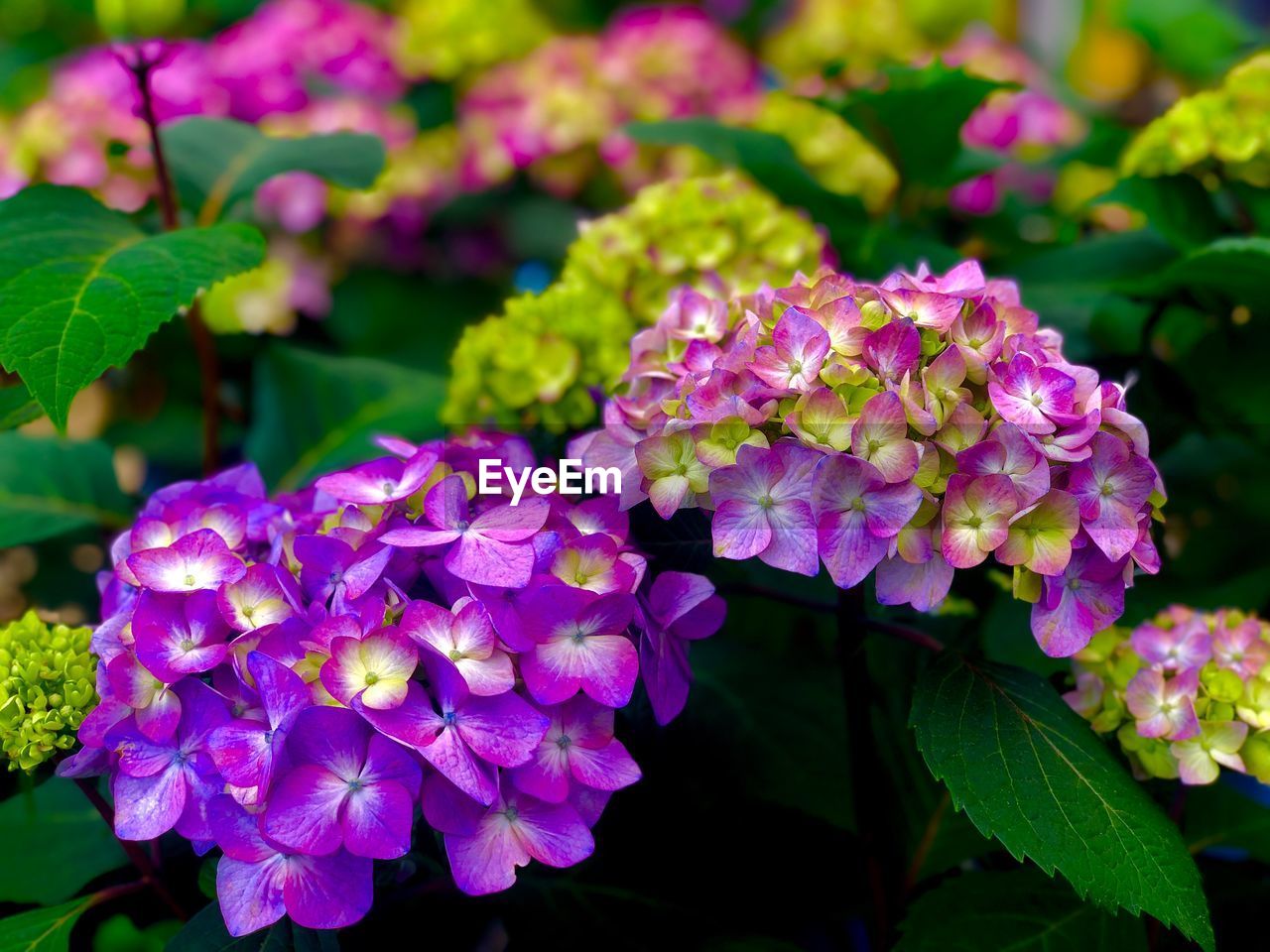 Close-up of purple flowering plants in park