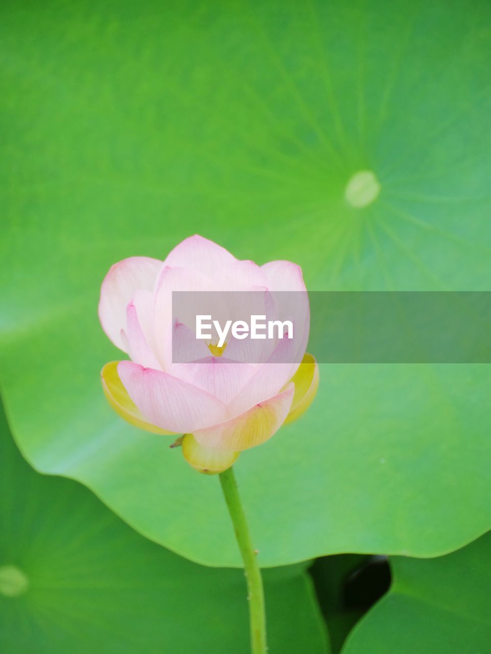 CLOSE-UP OF PINK FLOWER BLOOMING OUTDOORS