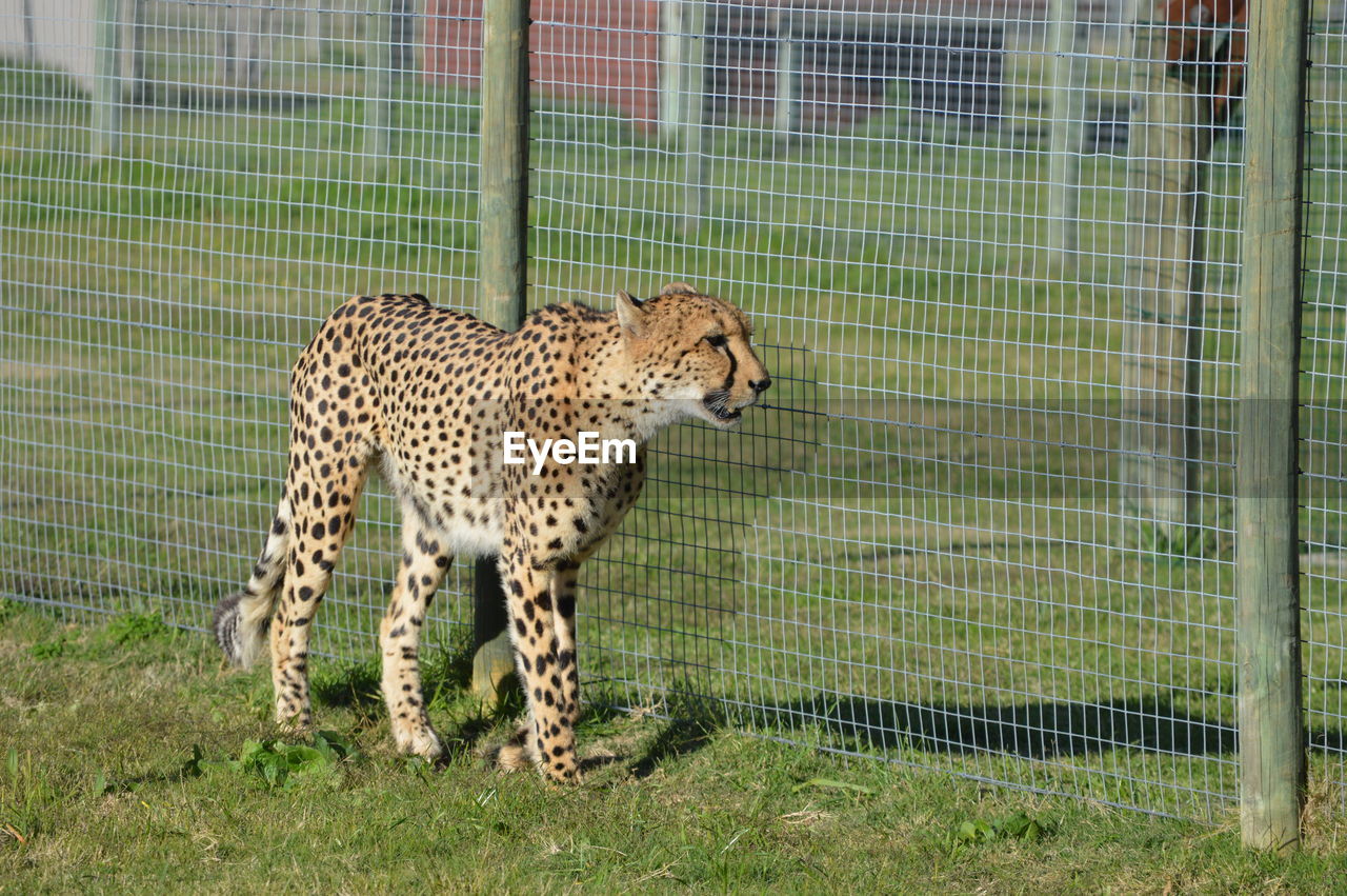 Close-up of cheetah in cage at zoo