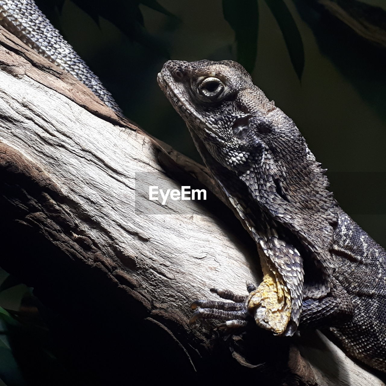 Close-up of a lizard on a tree