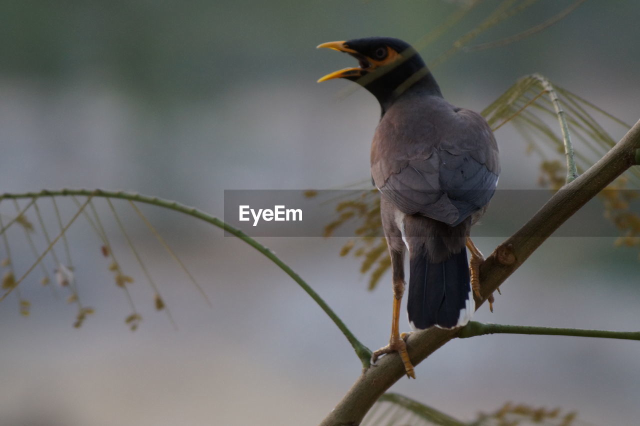 CLOSE-UP OF SPARROW PERCHING ON BRANCH