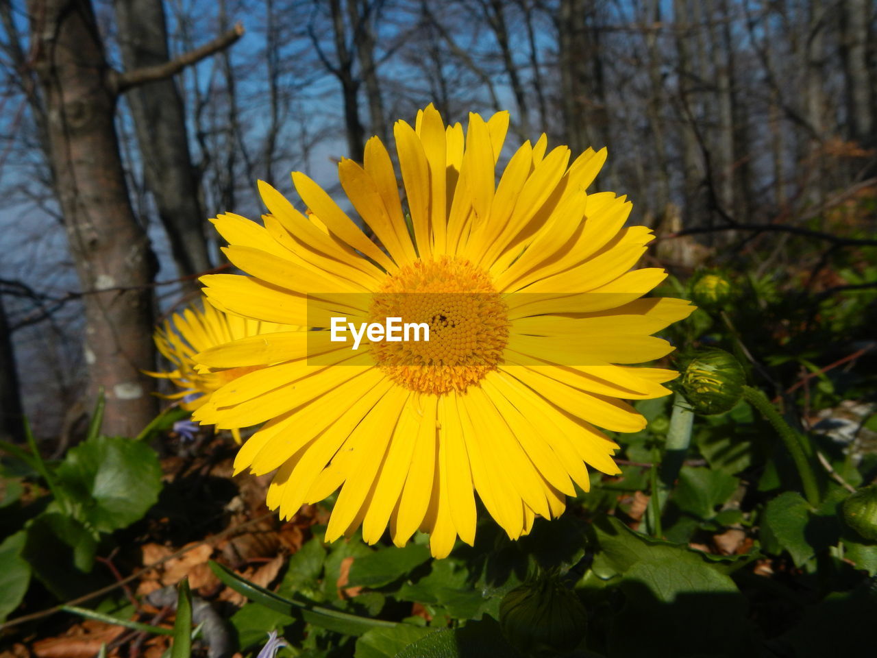 CLOSE-UP OF YELLOW FLOWER BLOOMING IN PARK