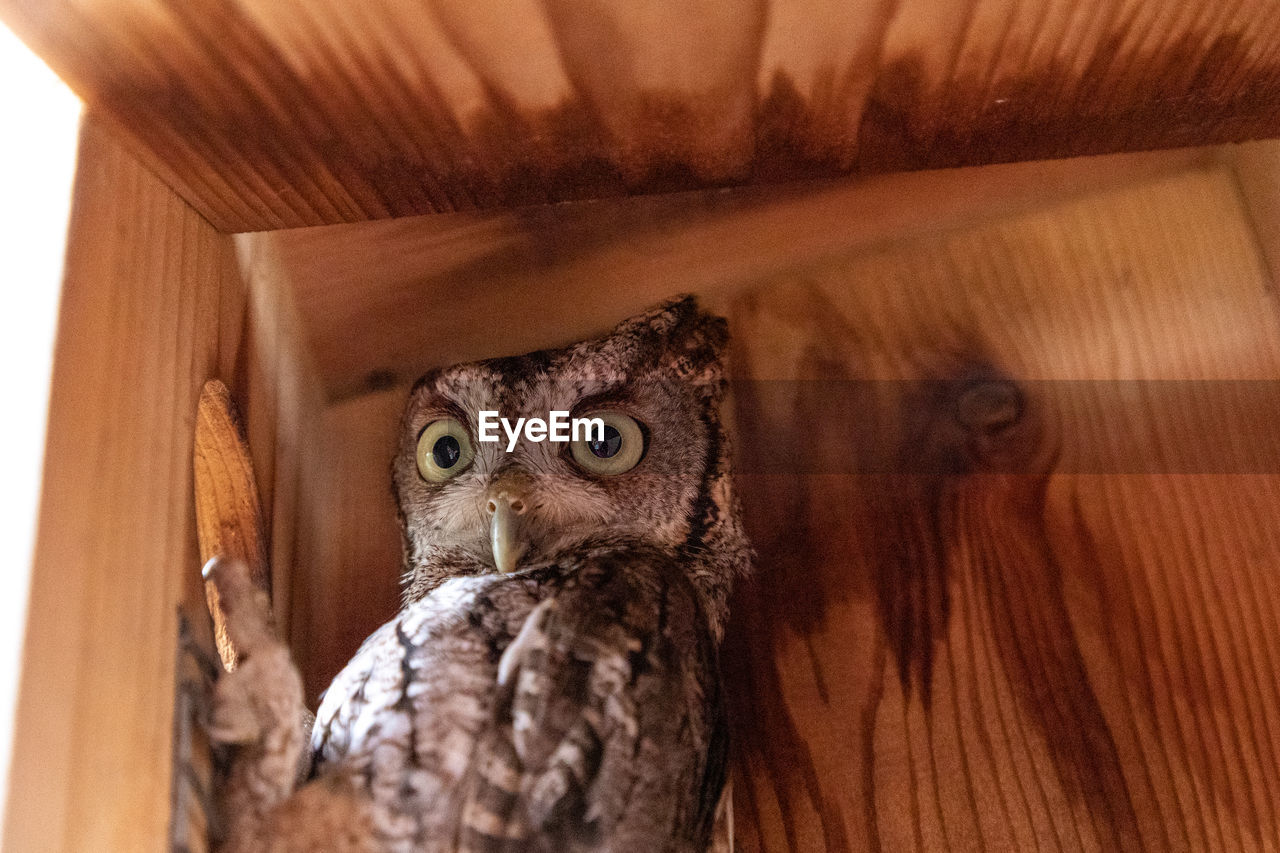 CLOSE-UP PORTRAIT OF OWL AGAINST WOODEN WALL
