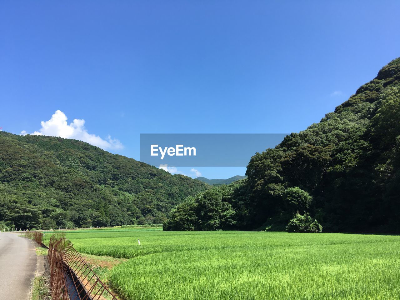 SCENIC VIEW OF TREES ON FIELD AGAINST SKY