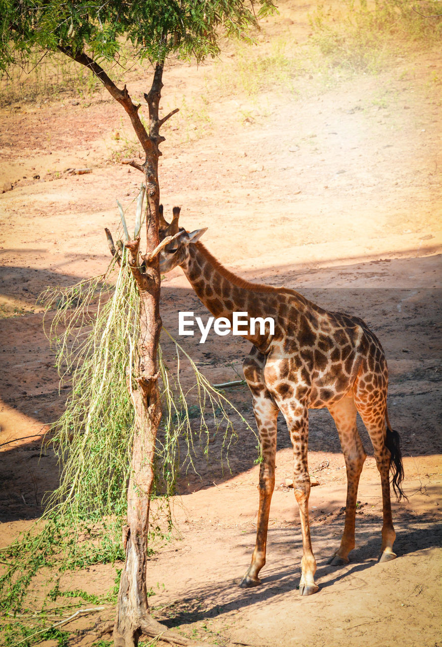 GIRAFFE AT ZOO