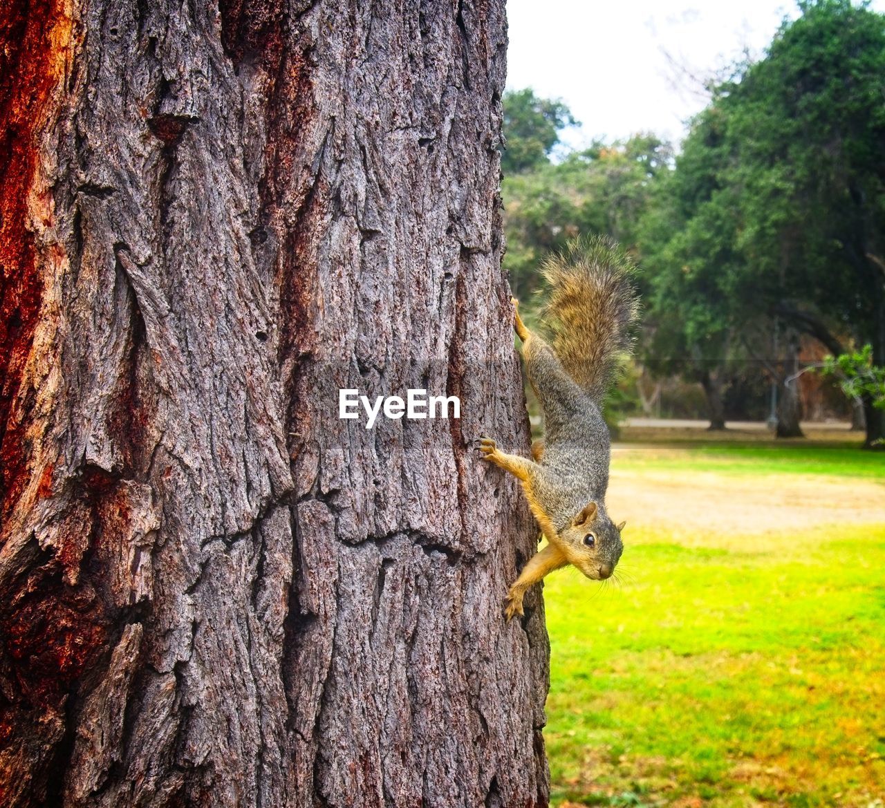 SQUIRREL ON A TREE