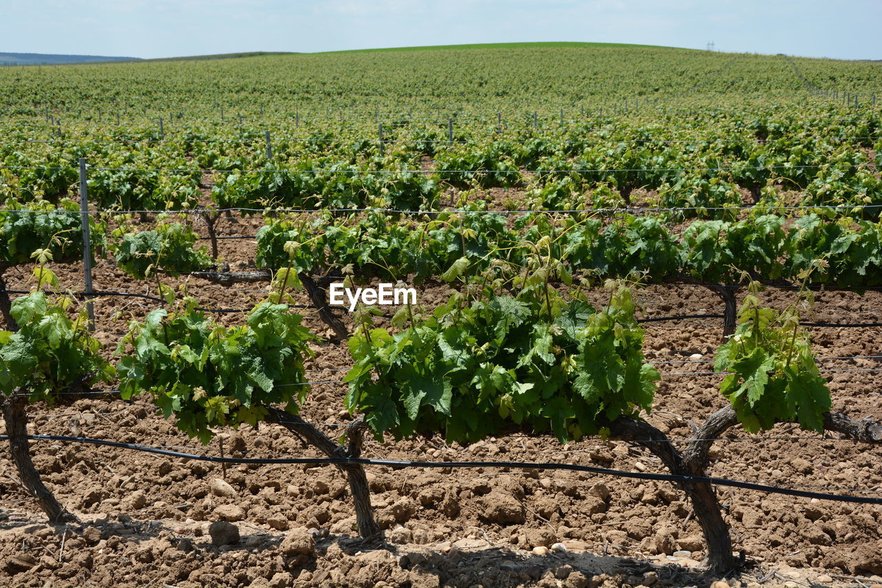 Scenic view of vineyard 