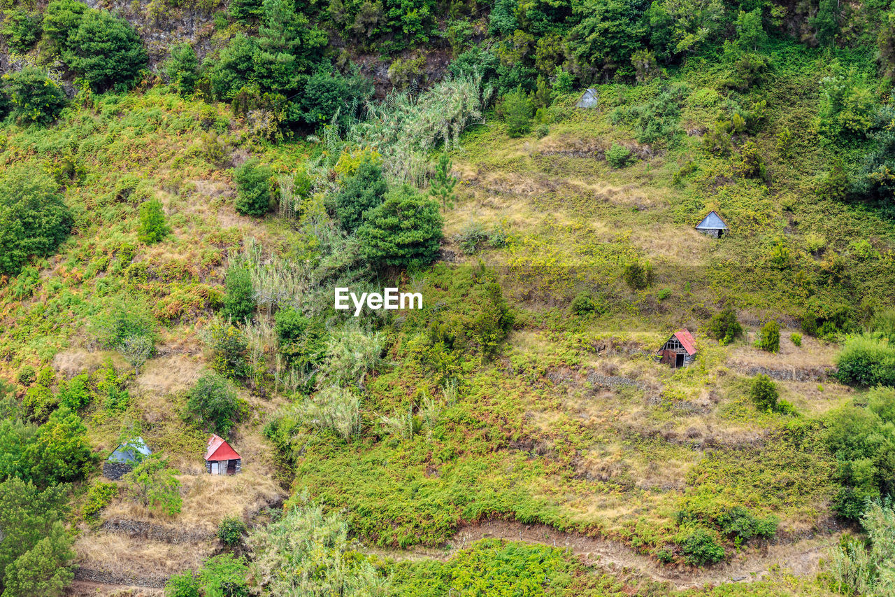 HIGH ANGLE VIEW OF PLANTS GROWING ON FIELD