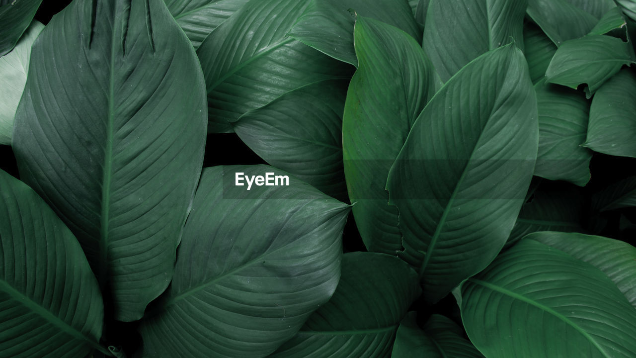 Creative tropical green leaves layout. concept green leaves pattern background / nature spring