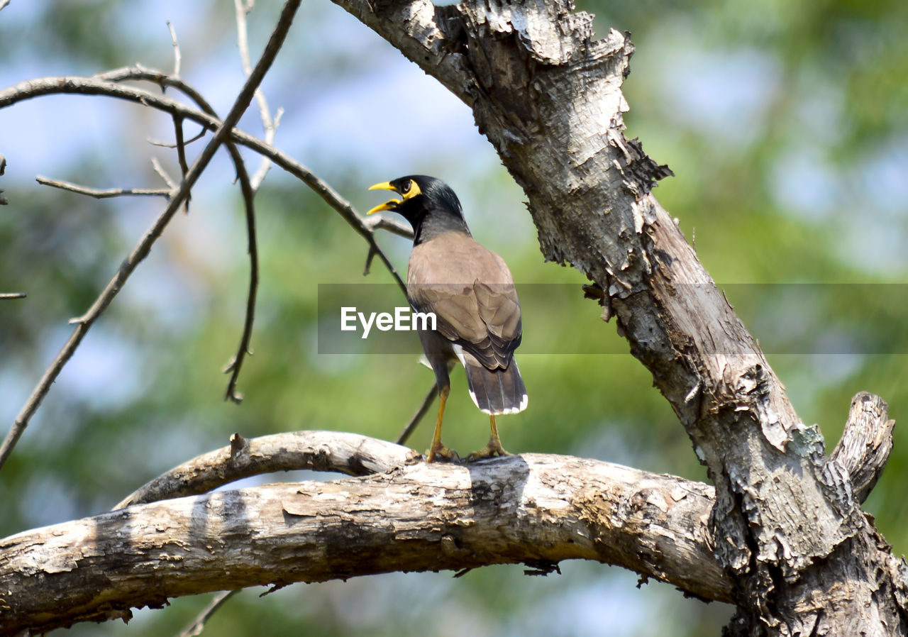 BIRD PERCHING ON TREE