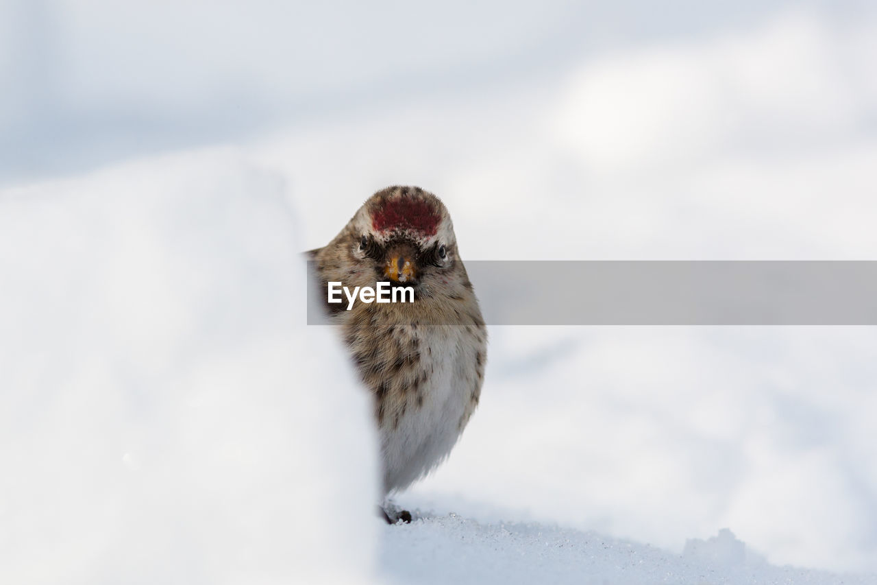 CLOSE-UP OF DUCK ON SNOW