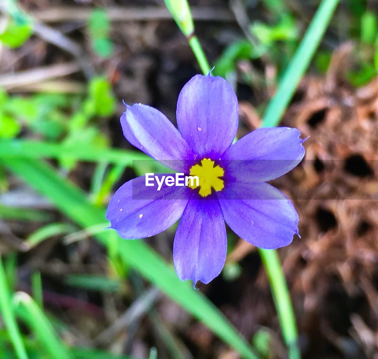 CLOSE-UP OF PURPLE FLOWERS