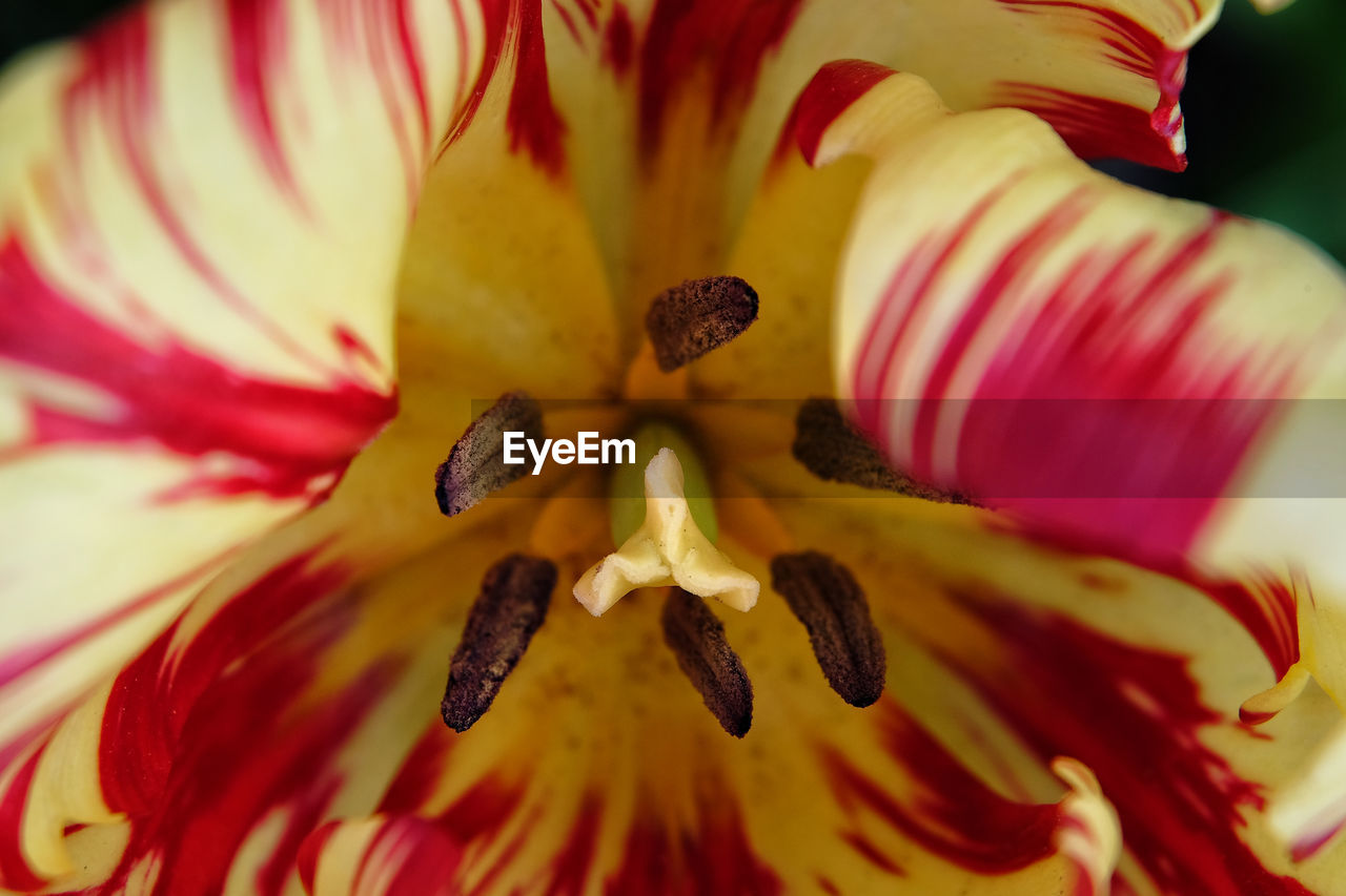 Extreme close-up of red flower