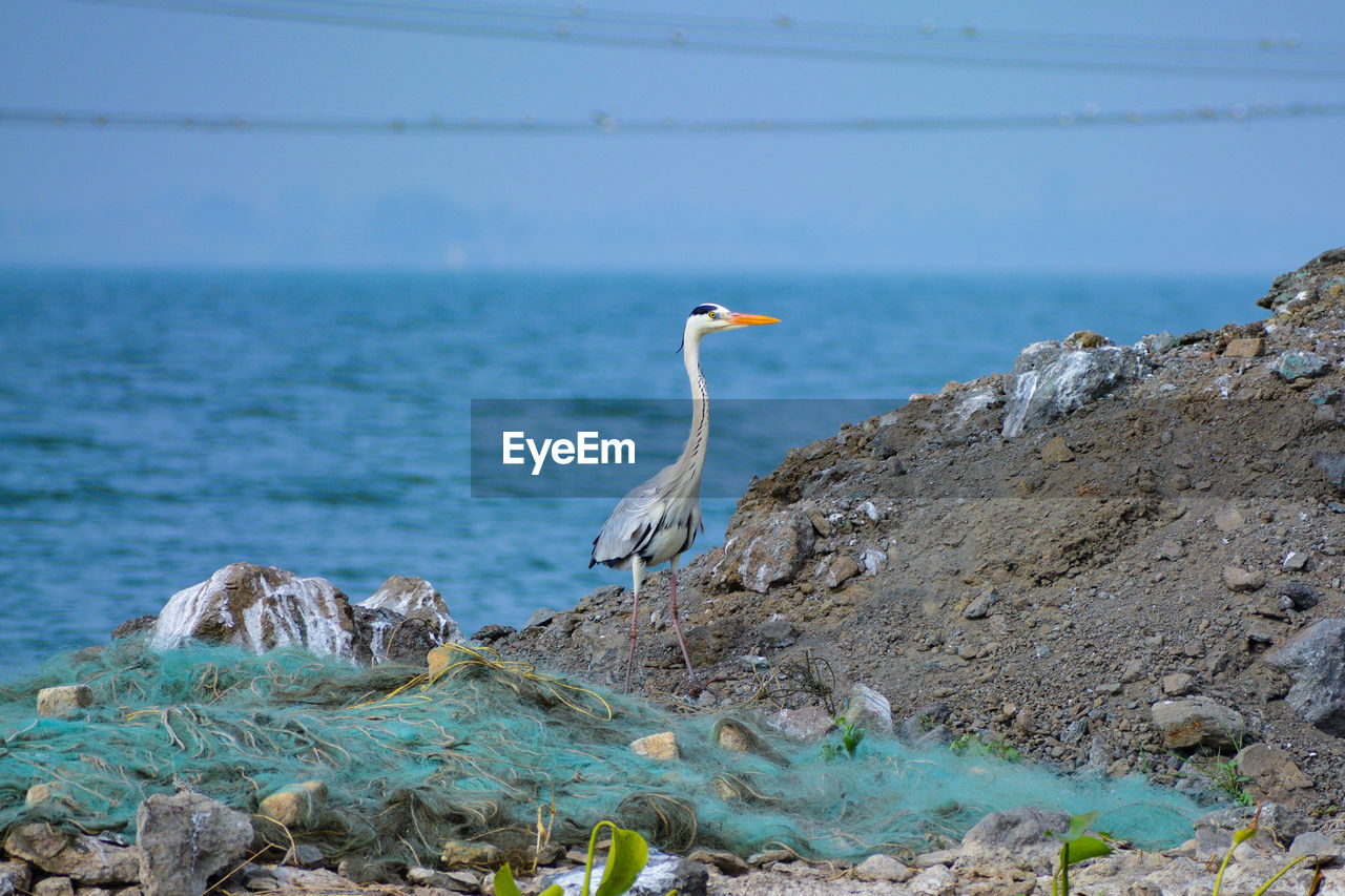 VIEW OF BIRD PERCHING ON ROCK IN SEA