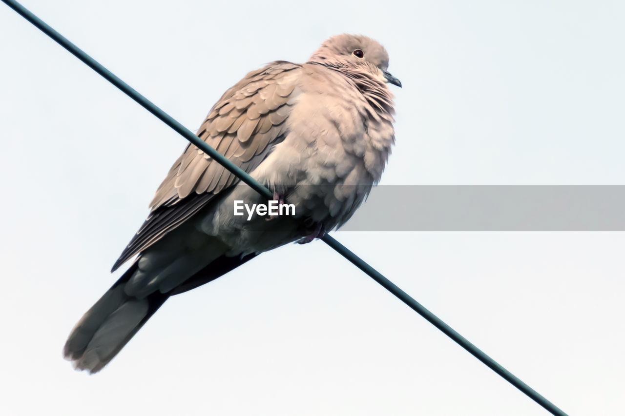 CLOSE-UP OF BIRD PERCHING ON POLE