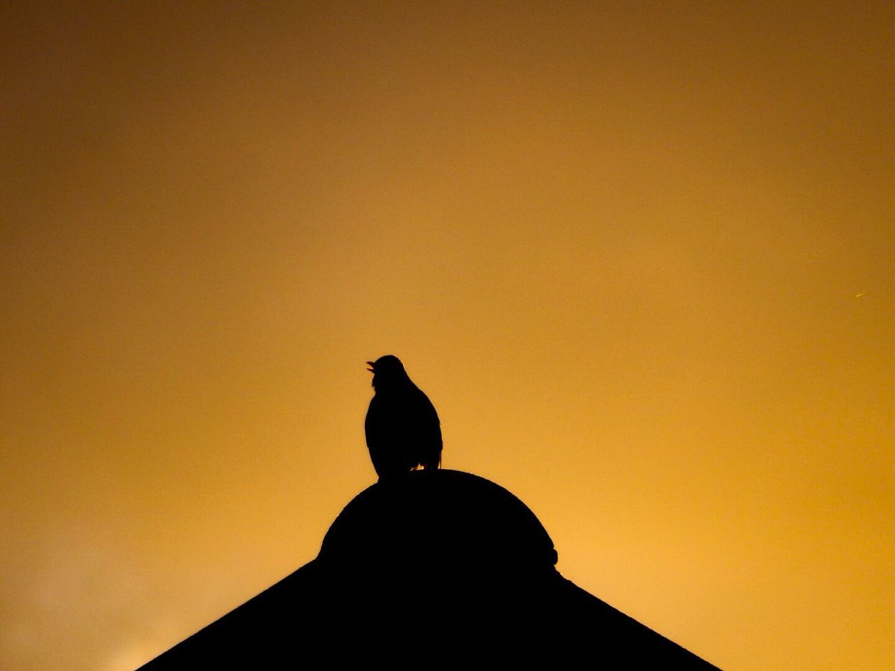 SILHOUETTE OF BIRD PERCHING ON ROCK AGAINST SKY