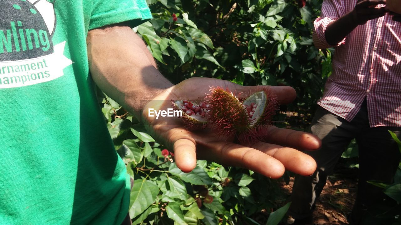 LOW SECTION OF MAN HOLDING PLANTS