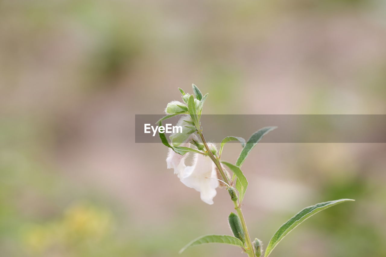 CLOSE-UP OF SMALL PLANT WITH RED FLOWERING PLANTS