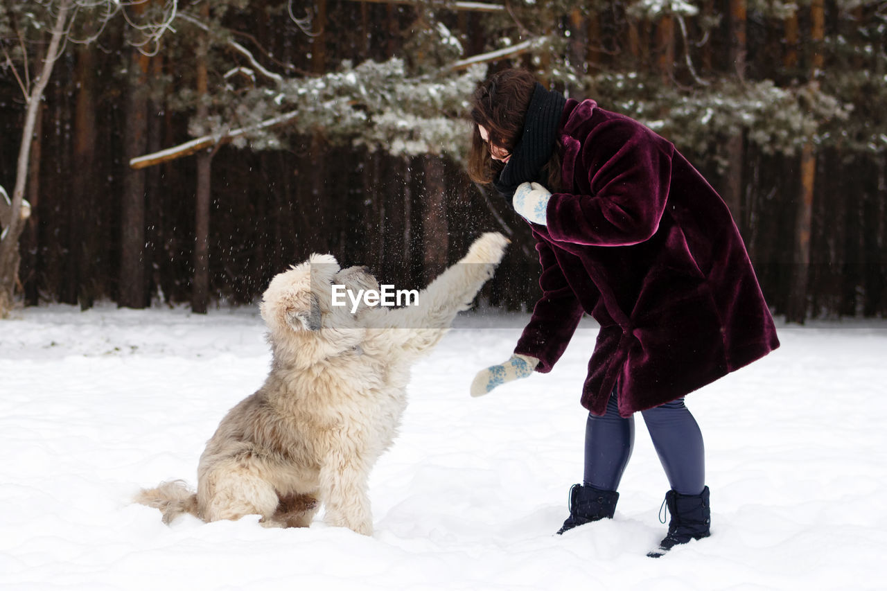 South russian shepherd dog is giving a paw its owner on a background of winter coniferous forest.