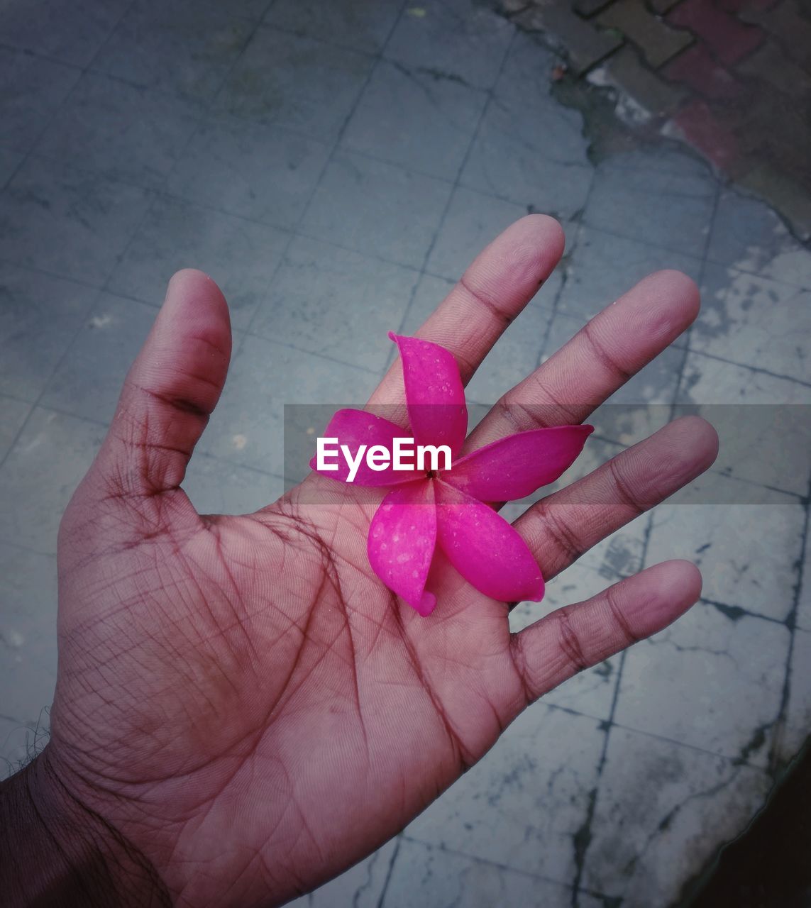 CROPPED IMAGE OF HAND HOLDING PINK ROSE