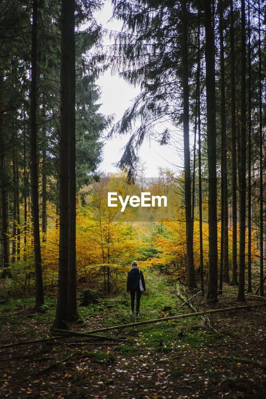 Rear view of woman standing in forest