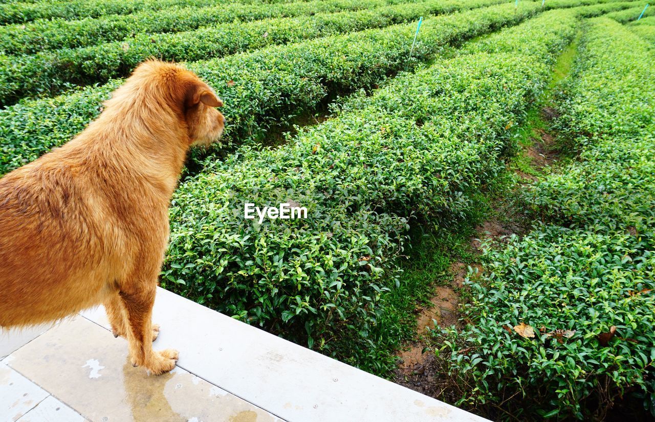 DOG ON FARM